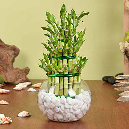 Lucky Bamboo Plant